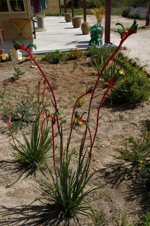 Photo: Misty Ridge Plant Farm